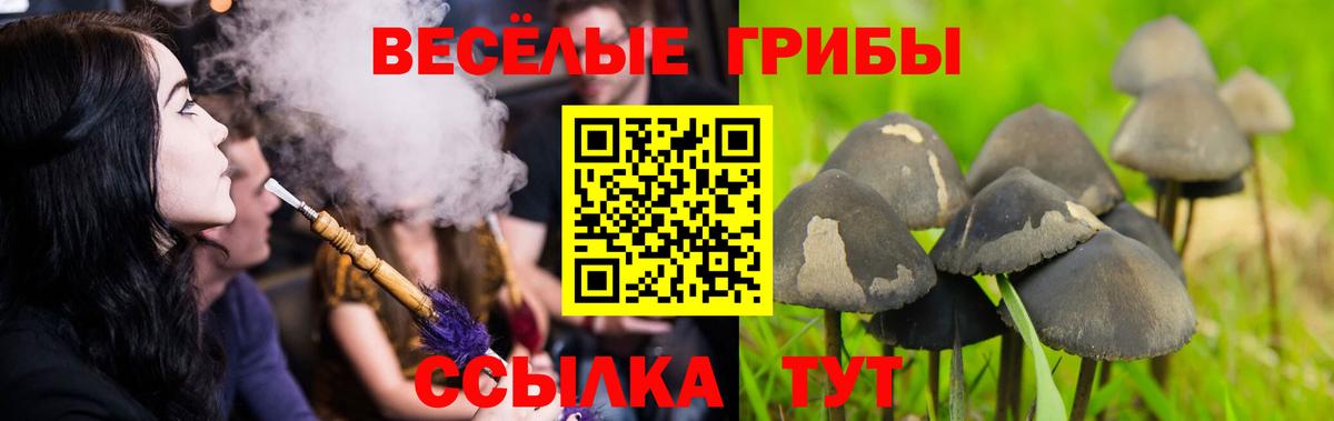 Галлюциногенные грибы Magic Shrooms  Сафоново  Псилоцибиновые грибы Psilocybe 